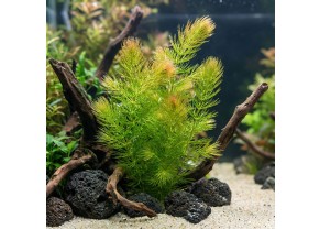 Ceratophyllum demersum