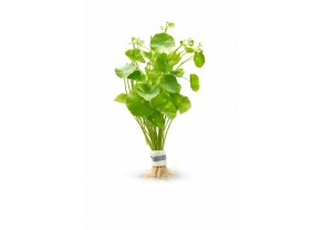 Hydrocotyle leucocephala