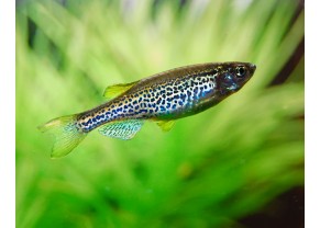 Danio leopard