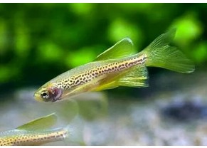 Danio leopard voilé