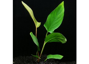Anubias hastifolia 