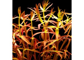 Limnophila Aromatica