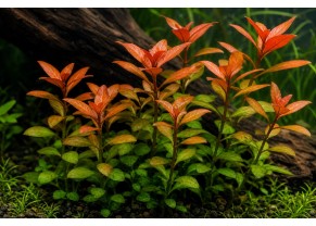 Ludwigia Repens "Broad"