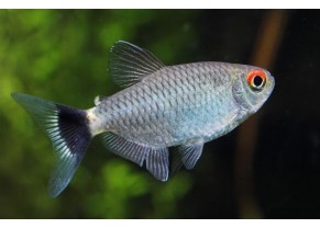 Tetra aux yeux rouges