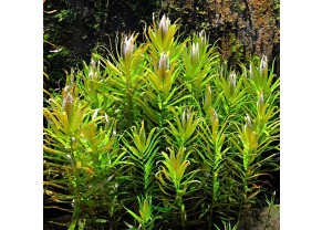 Nesaea Pedicellata