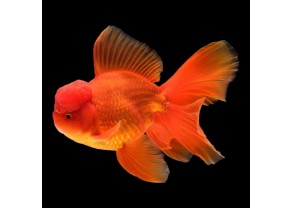 Poisson Oranda rouge