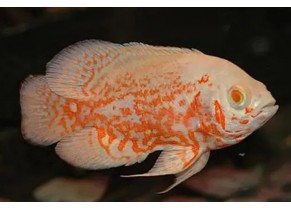 Oscar ( Tigre albinos)