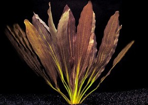 Echinodorus Red Rubin