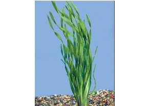 Vallisneria Americana var. Biwaensis