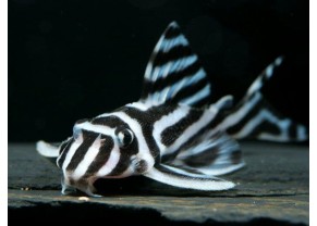 Pleco Zèbre L46 2cm