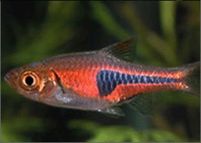 Rasbora de Espe
