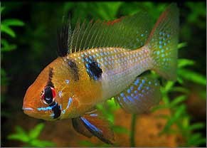 Ramirezi bleu