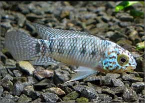 Apisto sp "steel blue" 