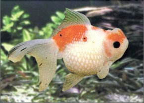 Poisson rouge ecailles perles