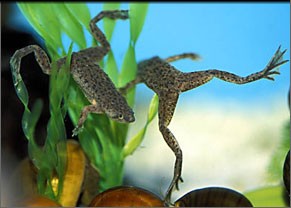 Grenouille africaine naine