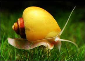 Escargot pomme Dore