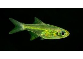 Rasbora kubotai