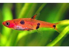 Rasbora nain