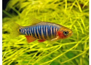 Microrasbora erythromicron 
