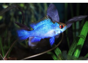 Ramirezi Bleu Electrique