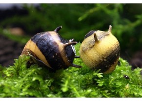 Escargot clithon