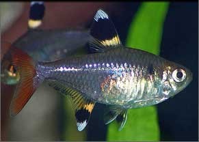 Tetra pristella