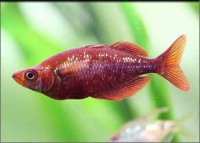 Arc-en-ciel rouge