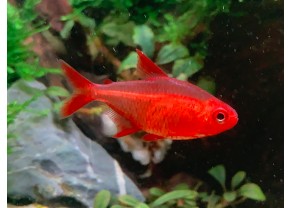 Tétra rouge cerise