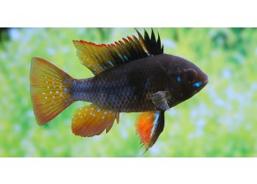 Ramirezi Noir
