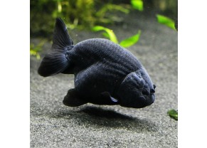 Poisson rouge Ranchu Noir