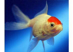 Poisson queue de voile red cap