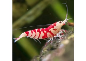 Crevette Tigre Rouge