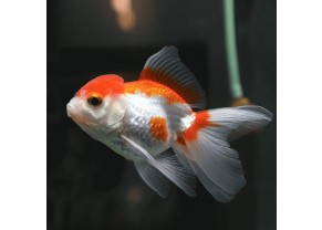 Poisson Oranda rouge et blanc