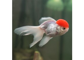 Poisson Oranda red cap