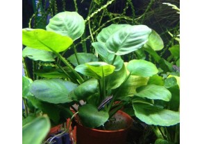 Anubias nana "feuilles rondes"