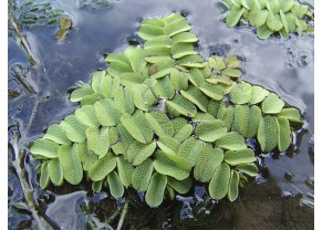 Salvinia natans