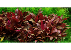 Alternanthera reineckii 'Mini' 1-2-Grow