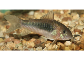 Corydoras metallisé