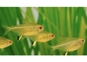Tetra citron