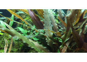 Cryptocoryne undulatus 'Rouge'