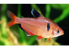 Tetra joyau