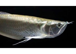 Arowana argent