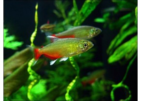 Tetra vert feu