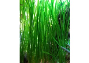 Vallisneria Americana var. Rubra