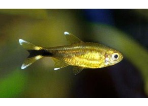 Tetra pointes argentees