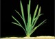 Previous