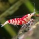 Previous