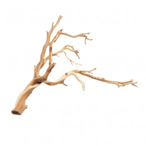 Ghostwood