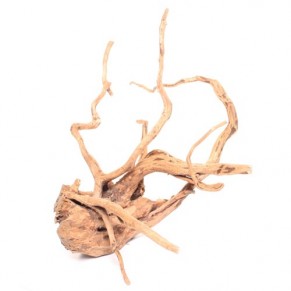 Spider Wood 