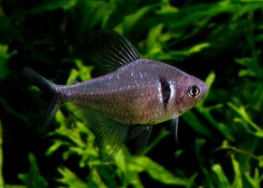 Black Phantom Tetra